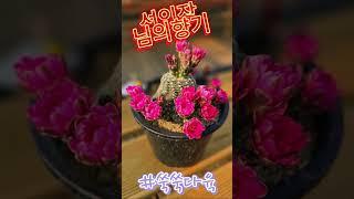 꽃 핀 다육이만 10종! 지금 하우스는 꽃축제 중#쑥쑥다육#천안다육이키핑장#평택다육이키핑장#아산다육이키핑장#안성다육이키핑장#천안다육이#안성다육이#아산다육이#평택다육이#다육이키핑장