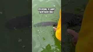 Releasing a giant NORTHERN PIKE! (This happened last year) #fishing #Jesus #bigfish