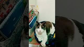 танец с котом
