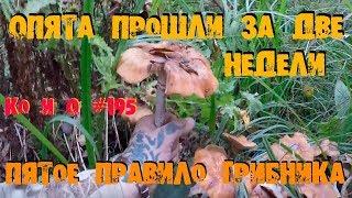 ОПЯТА ОТХОДЯТ КОНЕЦ СЕНТЯБРЯ MUSHROOMS LEAVE END OF SEPTEMBER