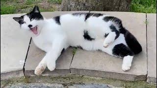 Street cats in Istanbul