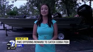 FWC researchers offering cash reward for catching cobia fish