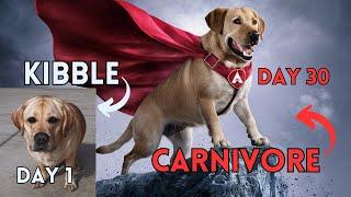 30-Day Kibble To Carnivore For Dogs - Without Breaking The Bank!