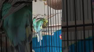 Whitecap Budgie