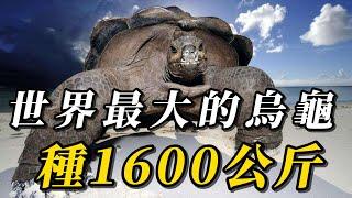 全世界最大的10只超級巨龜，第六名宛如大山，壽命長達200年！第一名重量超1600公斤,把鱷魚當零食吃！#野生动物 #科普 #野生生物 #野生動物 #动物 #涨知识 #insects