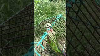 papa️ #parrot #talkingparot #birds #talkingparrot #cute #pets #cutebird #nonstoptalkingparrot