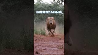 the fastest land animal in the world #trending #animals #viralvideo #youtubeshorts #cheetah #lion