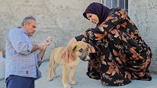 HERO MOM & VET Save Puppy! Emergency Call for Lifesaving Treatment!