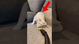 Could a Vacuum Really Do That to a Cat ?