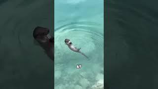 Otters are the most reliable fishing assistants#animals #funny #otter