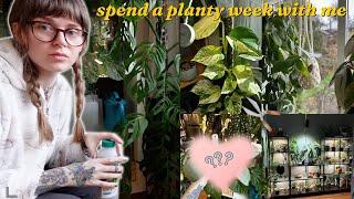 long plant vlog 🪴 i got a wishlist plant, trellising hoya, & releasing beneficials for the mealies 