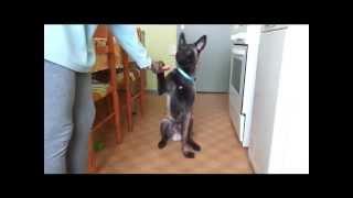 Les tours de mon berger Belge malinois 5 mois