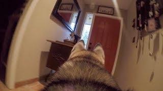 What Does My Husky Do When Home Alone? *GoPro Spy Footage*