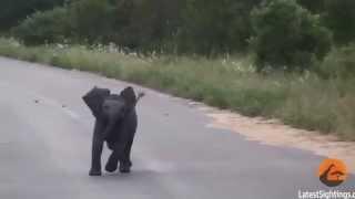 Baby Elephant Calf Playing with Birds