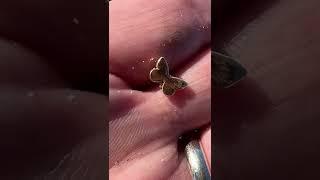 Beach Metal Detecting in South Carolina !