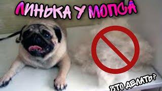 МОПС!!! Линька у мопса, что делать? Мопс линяет. Фульминатор