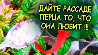 1/2 чайной ложки на литр воды и рассада перца растет в два раза быстрее! Чем подкормить рассаду.