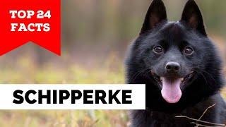 99% of Schipperke Dog Owners Don't Know This