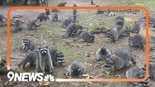 Woman calls 911 after nearly 100 raccoons surround her home