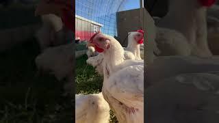 Don’t buy these chickens! #chickens #chicken #freerangechickens #chickencoop #chicks #egg #eggs