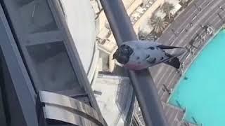 Pigeon Lost Stranded