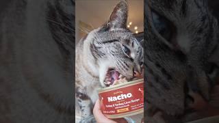 [kitty taste test] turkey & turkey liver in bone broth minced wet cat food recipe from made by nacho