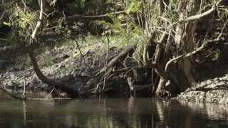 Parthenium Management in Splinters Creek, North Burnett