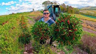 Harvesting SUPER HOT Bushes Of Peppers