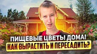 Как вырастить пищевые цветы? Съедобные цветы на продажу!