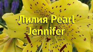 Лилия. Краткий обзор, описание характеристик, где купить саженцы lilium Pearl Jennifer