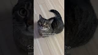 Why, always?! Every time!‍ #shorts #cat #funny