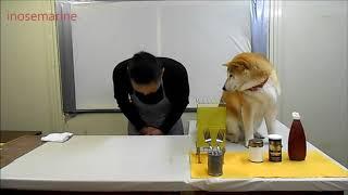 shibainu&cook