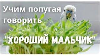 Учим попугая говорить "Хороший мальчик"