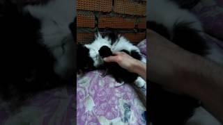 Канат [0]
