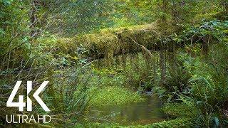 Stream in the Moss Covered Forest-10 HRS Relaxing Water Sounds for Deep Relaxation - 4K Footage