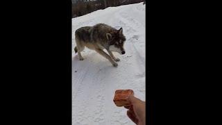 РУЧНОЙ ВОЛК!!!!!!MANUAL WOLF !!!!!!