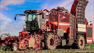 Suikerbieten rooien / Beet harvest / Zuckerrüben ernten / Holmer Terra Dos / Fendt / Krampe