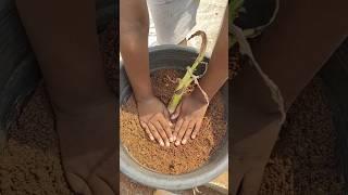 how to  grow   banana  plant from propagation#banana #container gardening