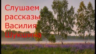 АУДИО: Слушаем рассказы Василия Шукшина //Чудик, Материнское сердце и др.