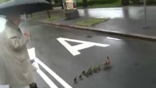 family of ducks crossing the street