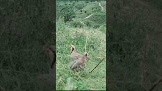 Шикори кабк. Partridge hunt. Kaklik ovi. Охота на куропатка. Кекилик аңчылык.