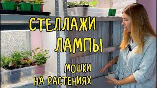 КАК ОРГАНИЗОВАНЫ МОИ СТЕЛЛАЖИ ДЛЯ РАССАДЫ И ЗИМНЕГО ОГОРОДА. Мошки на комнатных растениях