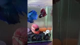 Two betta fish in one tank #bettafish#YouTube shots #fishing #pets#lobster #secrets