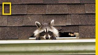 How to Evict Your Raccoon Roommates | National Geographic