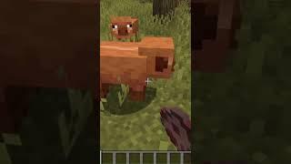 Warm and Cold Pigs in Minecraft #shorts #minecraft