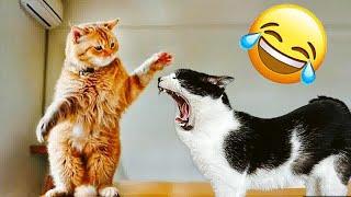 Funny actions of cats  Best Funny Animal Videos 