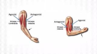 Antagonistic Pairs