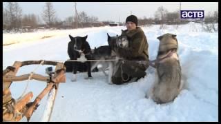 Уникальную породу ездовых собак возрождают на севере Сахалина