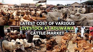 LATEST COST OF VARIOUS LIVESTOCK COW GOAT RAM NATIVE GOAT AT ADUWAWA CATTLE MARKET IN BENIN CITY