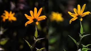 flower test 2. Lumix G6 vs Canon 5DMarkIII